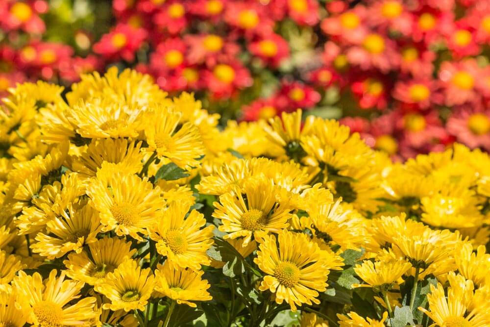 Hardy chrysanthemum: The best hardy chrysanthemums for the garden