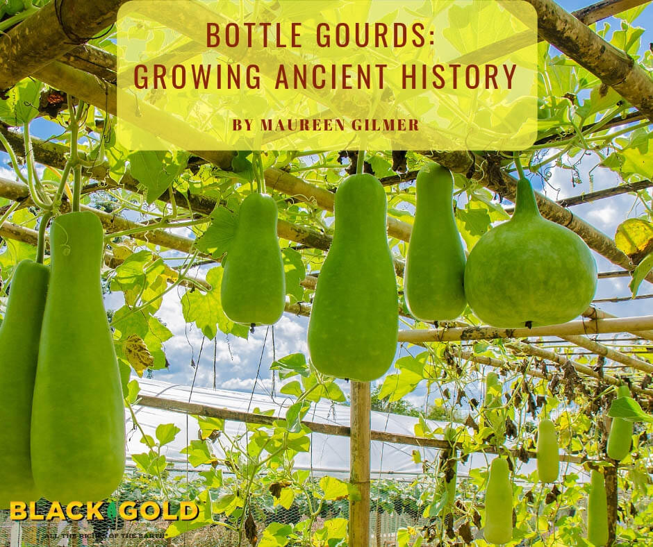 bottle gourd plant