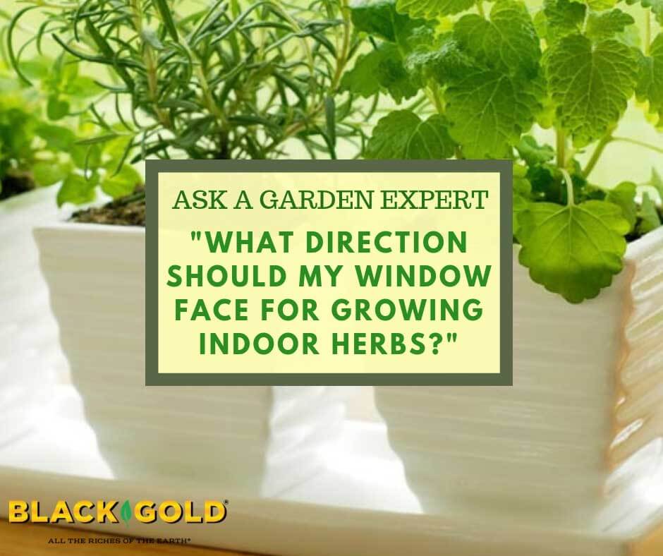 Best Window Direction for Winter Herbs