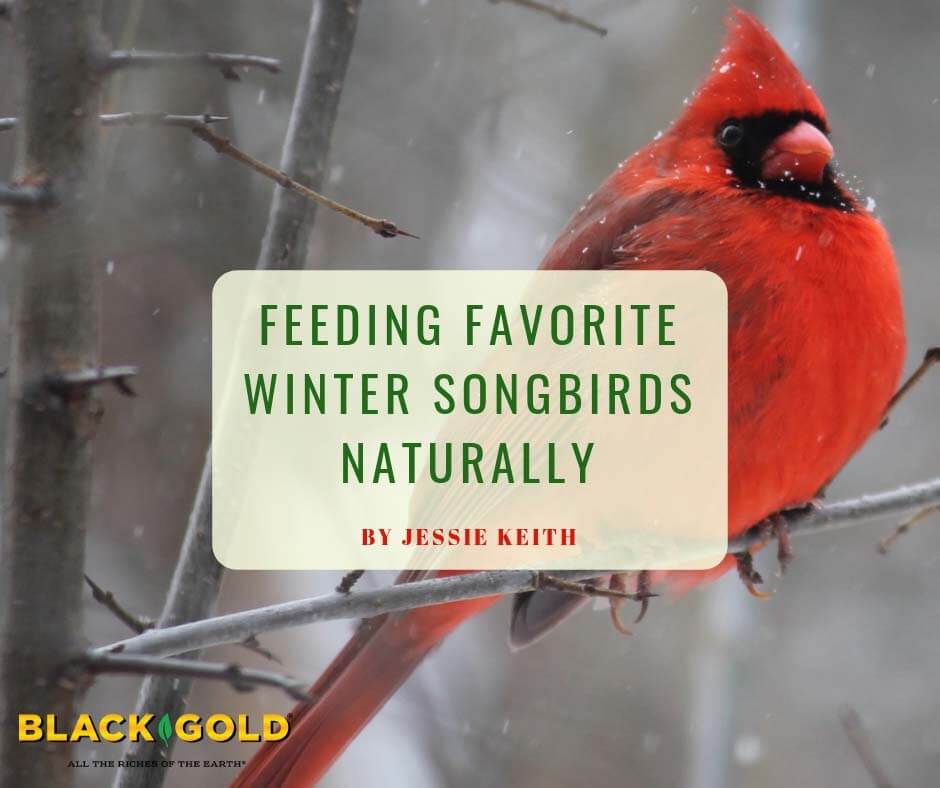 Are Cardinals Redder in Winter?  All About Birds All About Birds