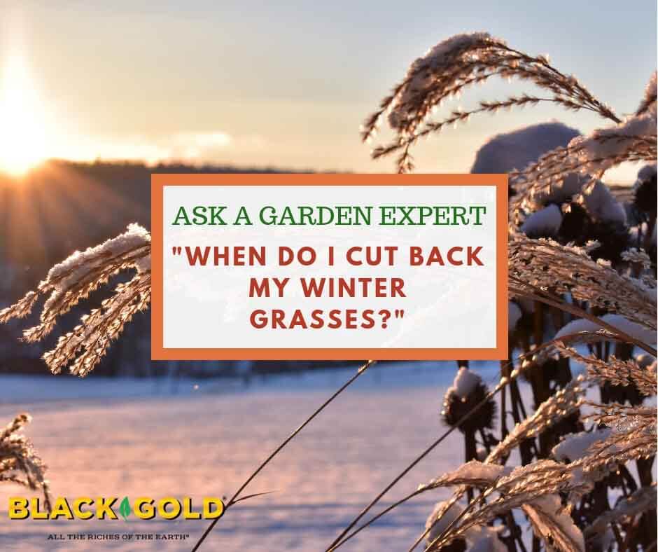 When Should I Cut Back My Tall Grasses