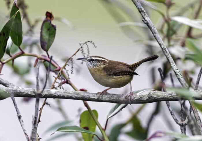 Feeding Common Winter Songbirds Naturally – Black Gold