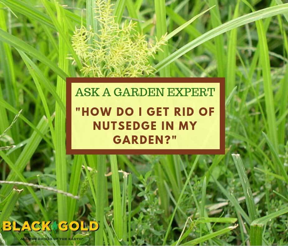 How Do You Get Rid of Nutsedge? – Black Gold