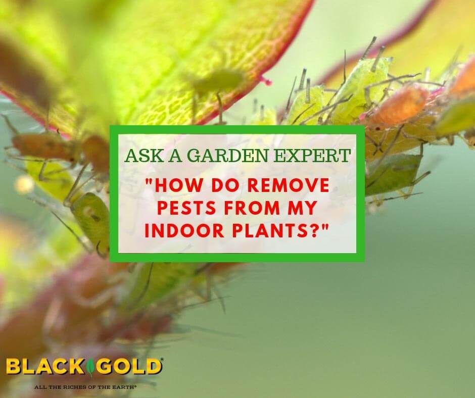 How To Get Rid Of Bugs On Indoor Plants