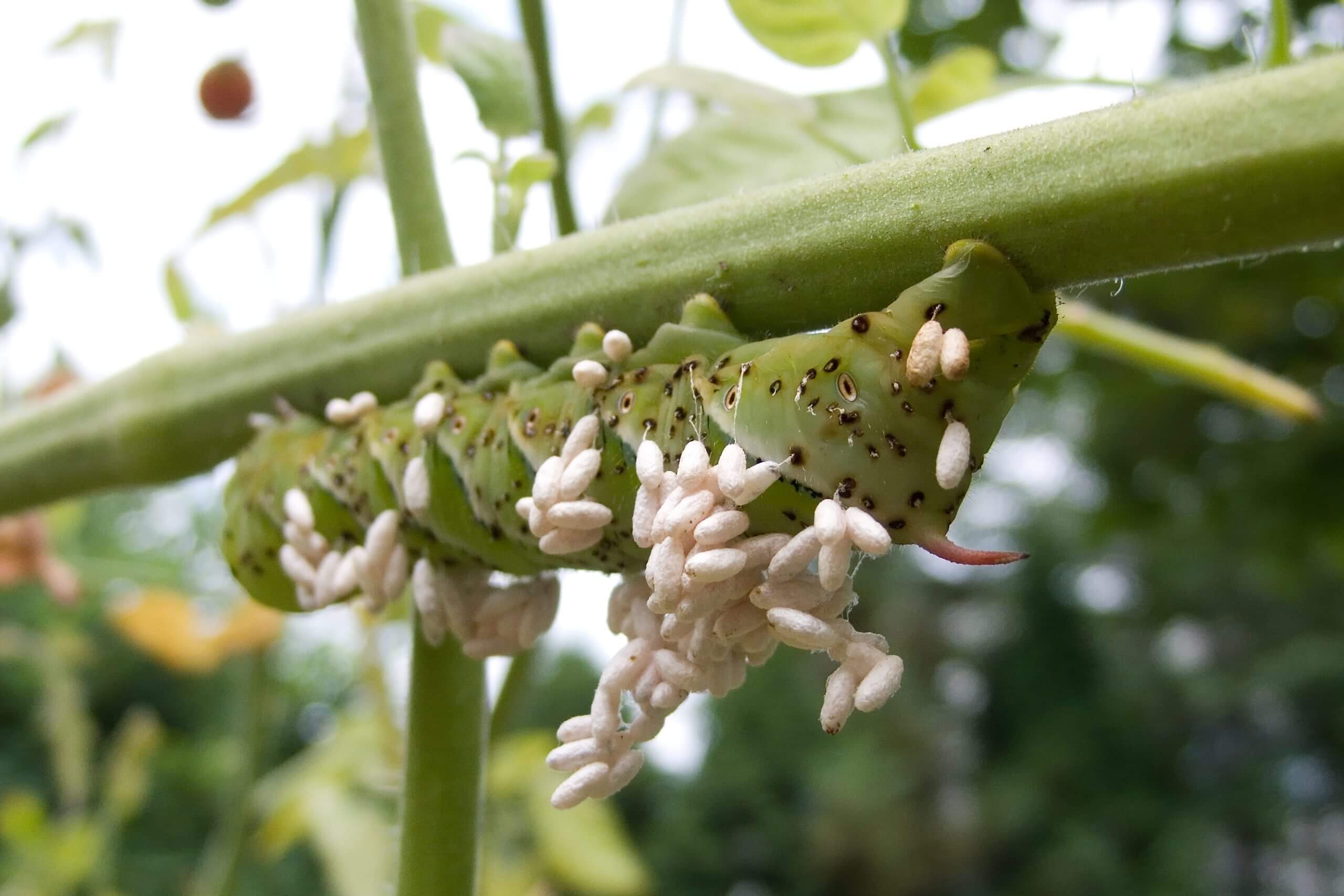 Tomato Hornworms Black Gold 