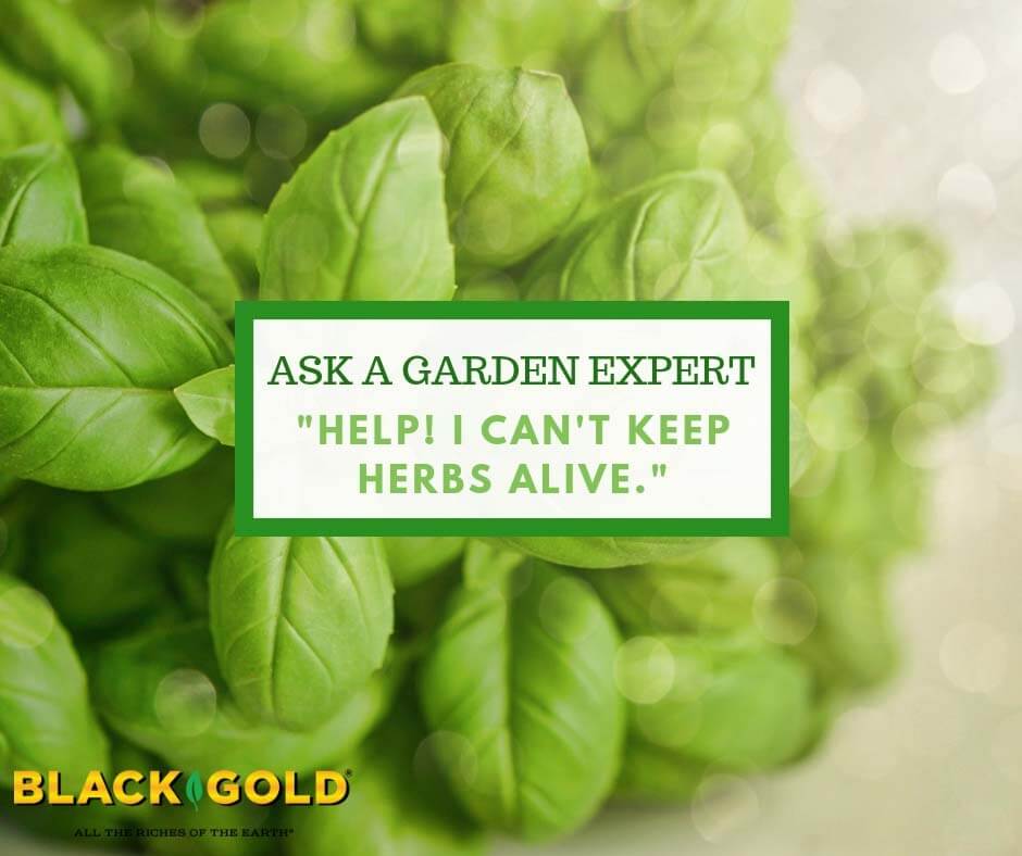 Help I Can t Keep Herbs Alive. Black Gold