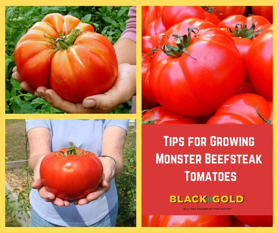 Beefsteak Tomato Seeds - Grow Huge, Flavorful Tomatoes at Home – Gardeners  Basics