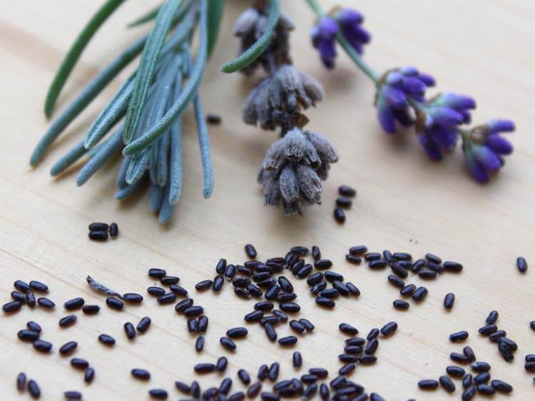 How to Grow Lavender from Seed, Days to Maturity, Planting & Harvest