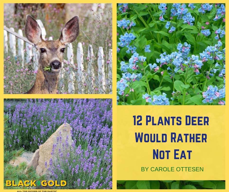 Do deer 2024 eat lavender