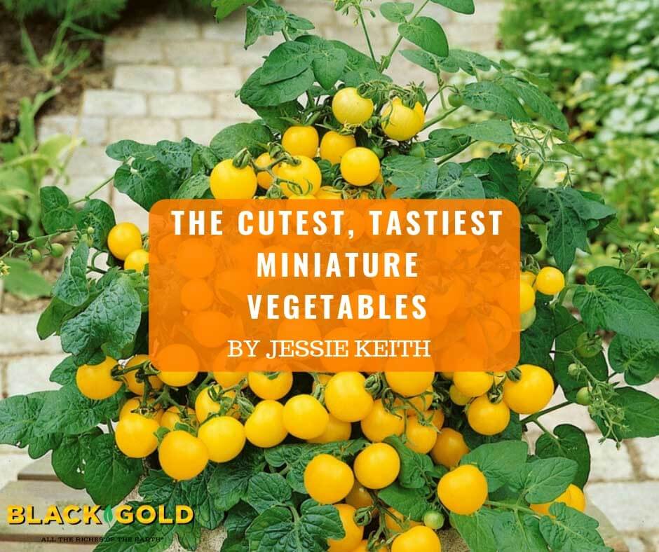 The Cutest Tastiest Miniature Vegetables Black Gold   Mini Veggies 