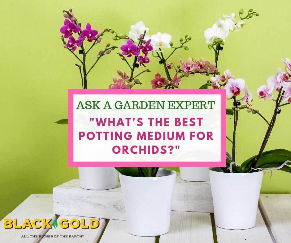 Orchid Potting Mix - Types Of Planting Mediums For Orchids