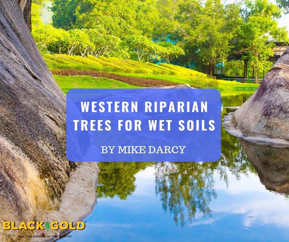 Western Riparian Trees for Wet Soils