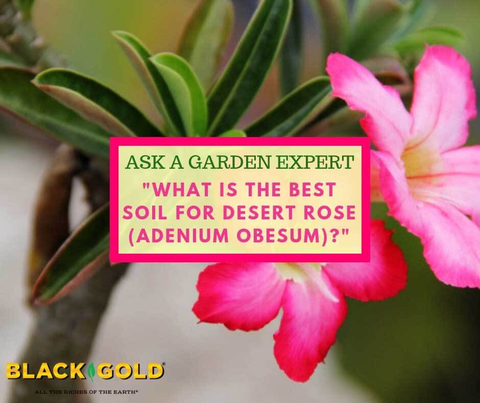 Adenium obesum (Desert Rose) - World of Succulents