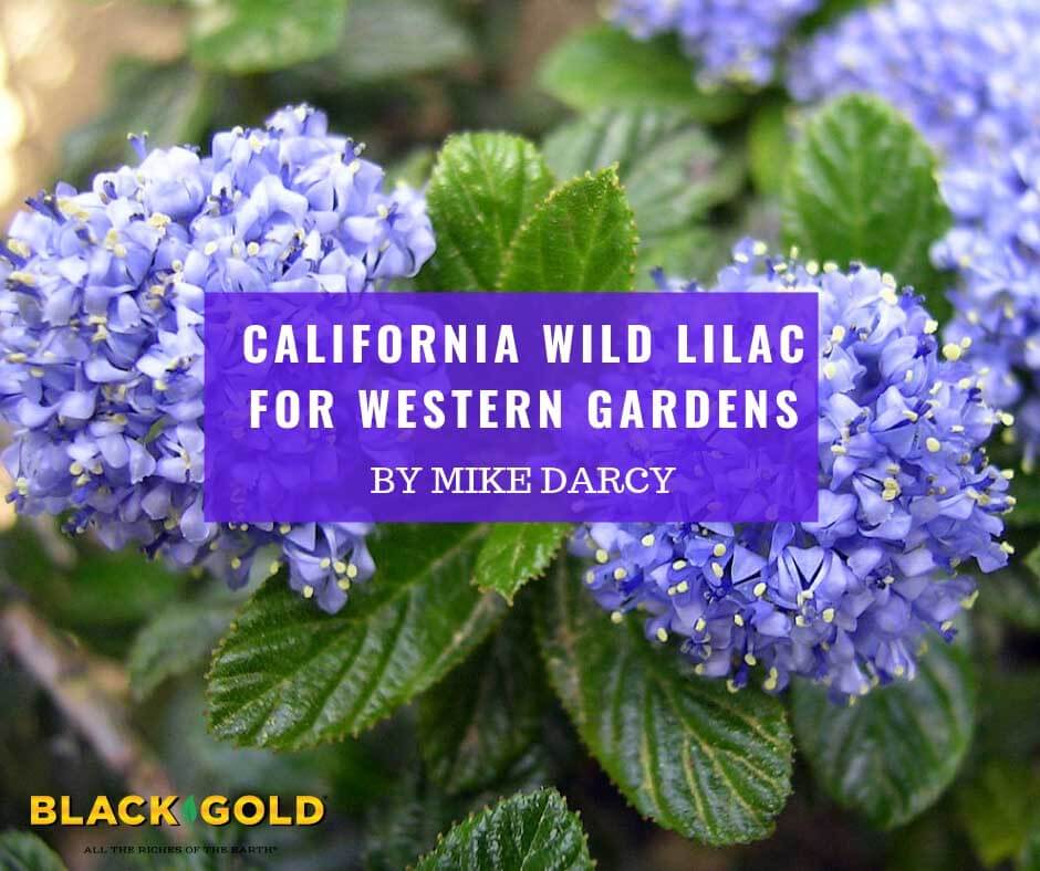 California Wild Lilac for Western Gardens – Black Gold