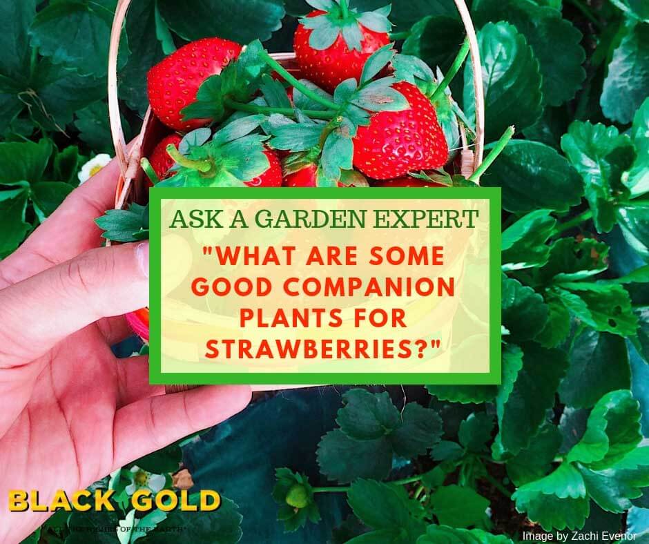 What are Some Good Companion Plants for Strawberries? – Black Gold