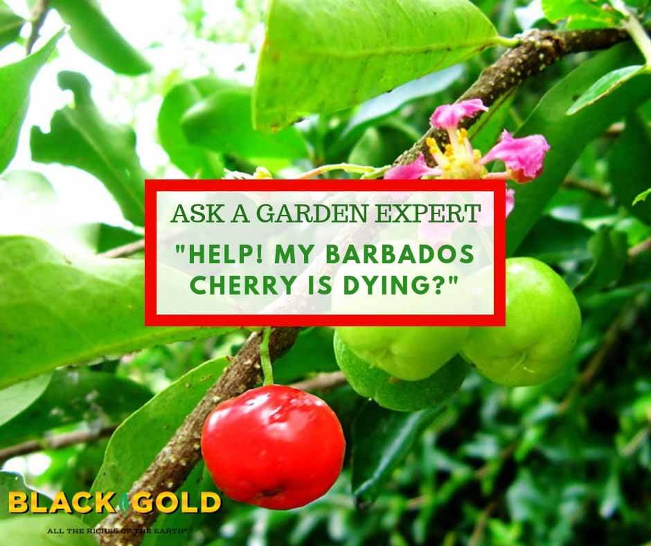 Beautiful Barbados - Have you ever eaten golden apples when you