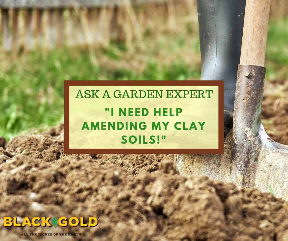 Soil Amendments For Vegetable Garden Clay | Fasci Garden