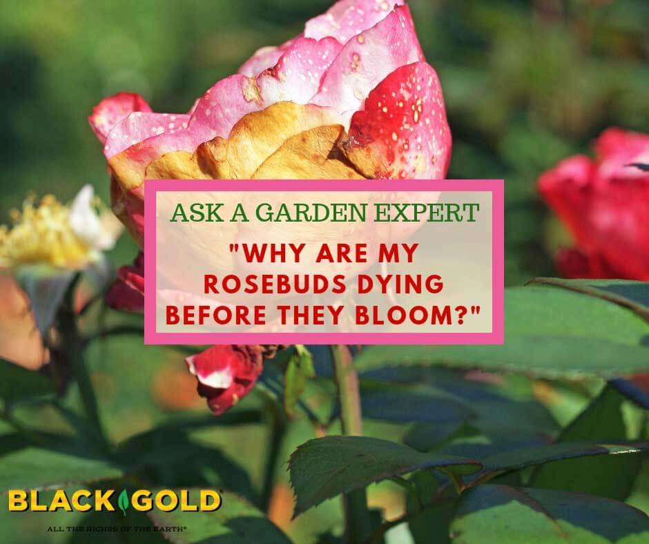 Why are My Rosebuds Dying Before They Bloom? – Black Gold