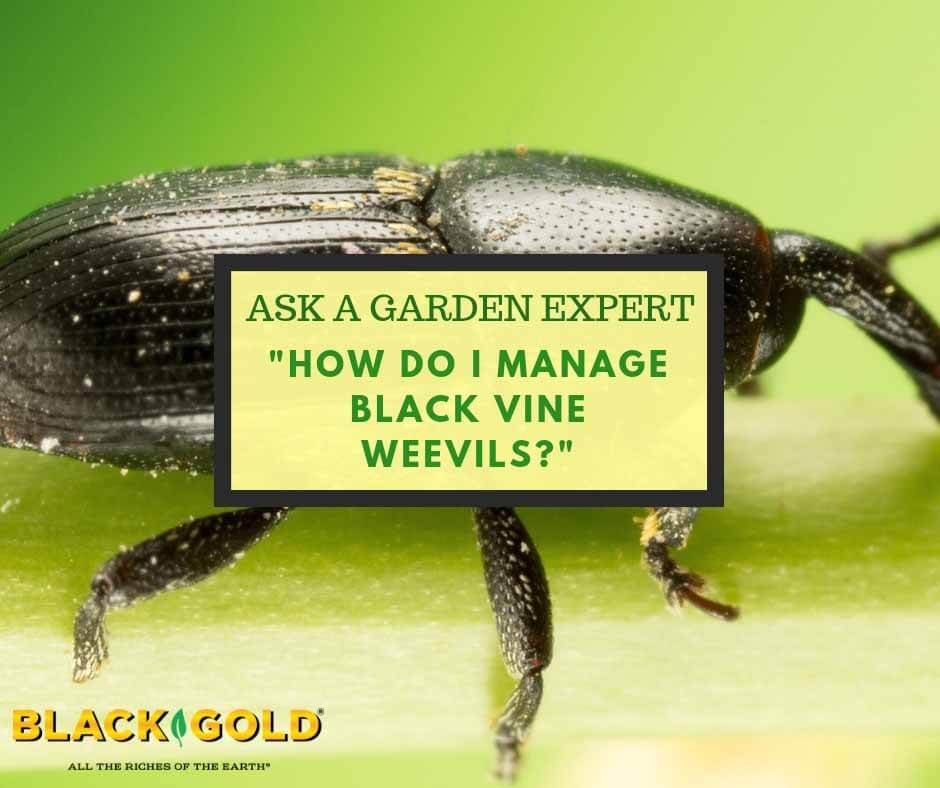 HOW TO CONTROL VINE WEEVILS - DEALING WITH VINE WEEVILS IN YOUR GARDEN 