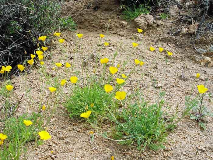 Favorite Garden Poppies – Fafard