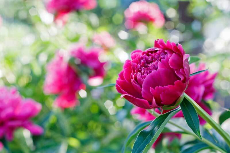 Collecting seed pods from peonies