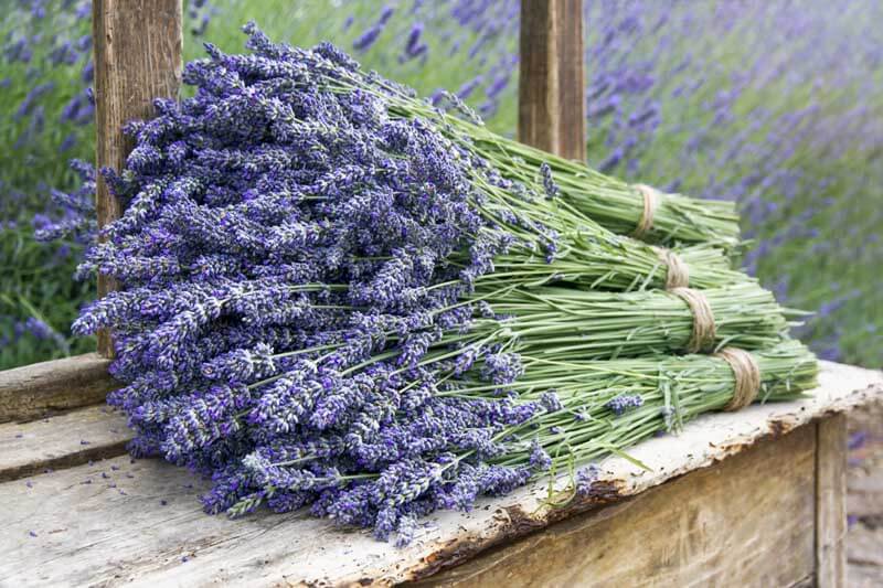  Dried Lavender Flower Buds for Crafts, Baking, Tea