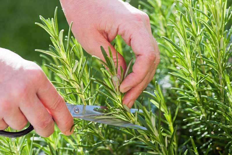 What Rosemary Varieties Survive in Southern California? – Black Gold