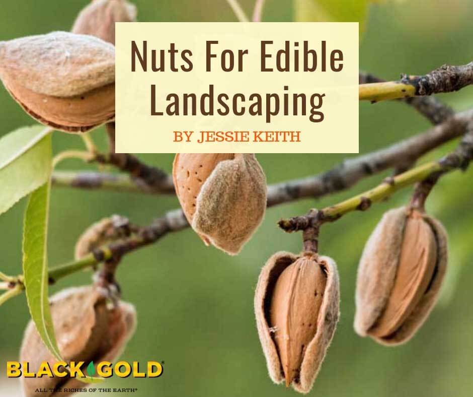 Edible nuts online