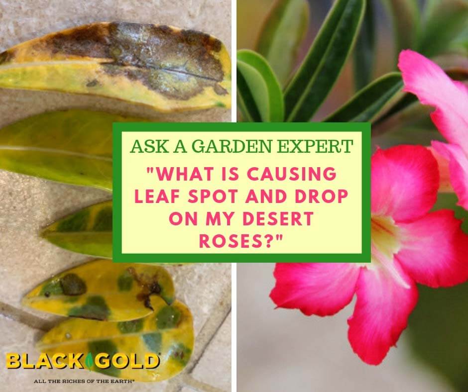 What is Causing Leaf Spot and Drop On My Desert Roses? Black Gold