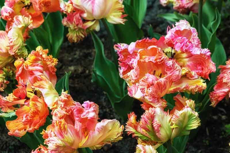 Flamboyant Parrot Tulips for a Fabulous Spring – Black Gold