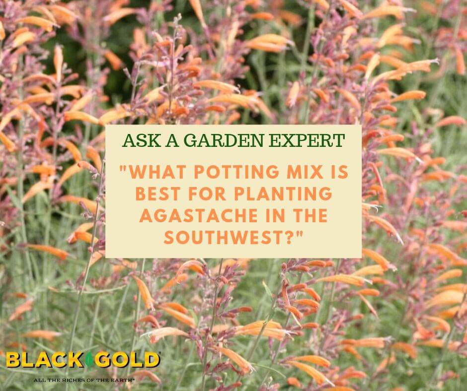 What Potting Mix is Best for Planting Agastache in the Southwest ...