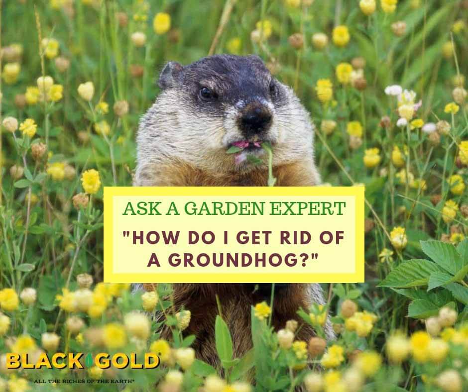 https://blackgold.bz/wp-content/uploads/sites/3/2019/09/Groundhog.jpg