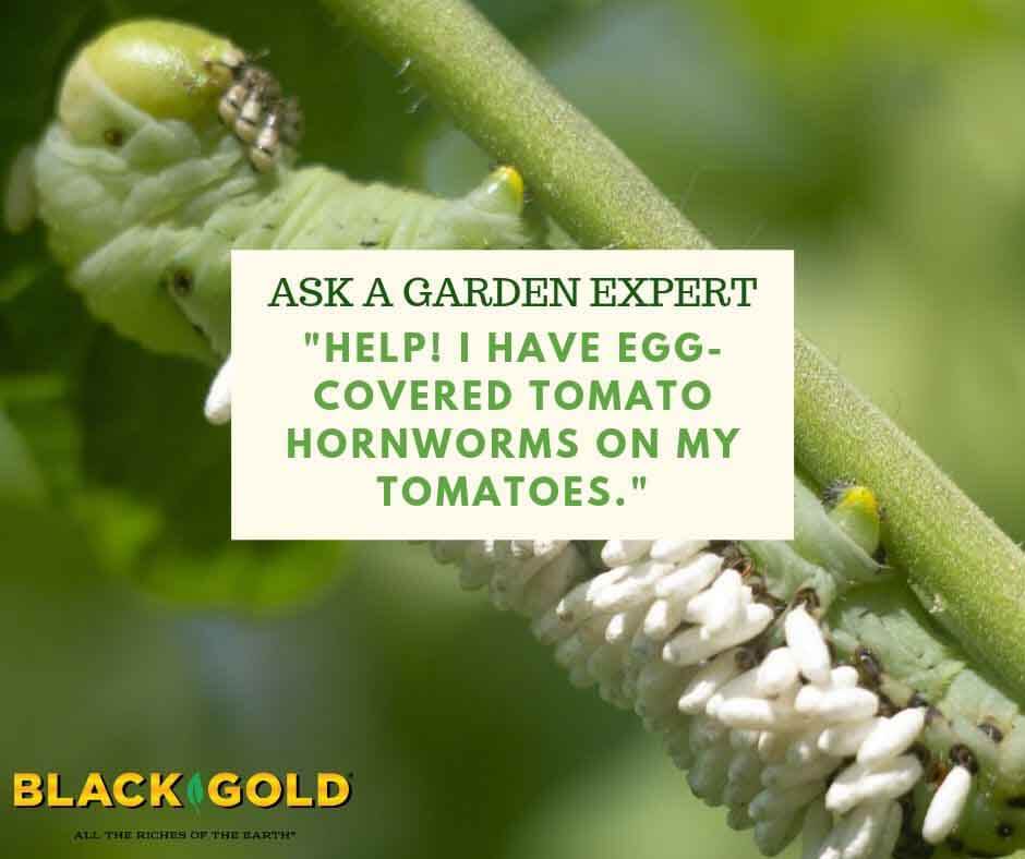 Help I Have Egg Covered Tomato Hornworms On My Tomatoes Black Gold 