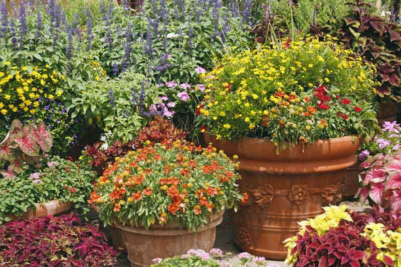 Overwintering Outdoor Ceramic Containers – Black Gold