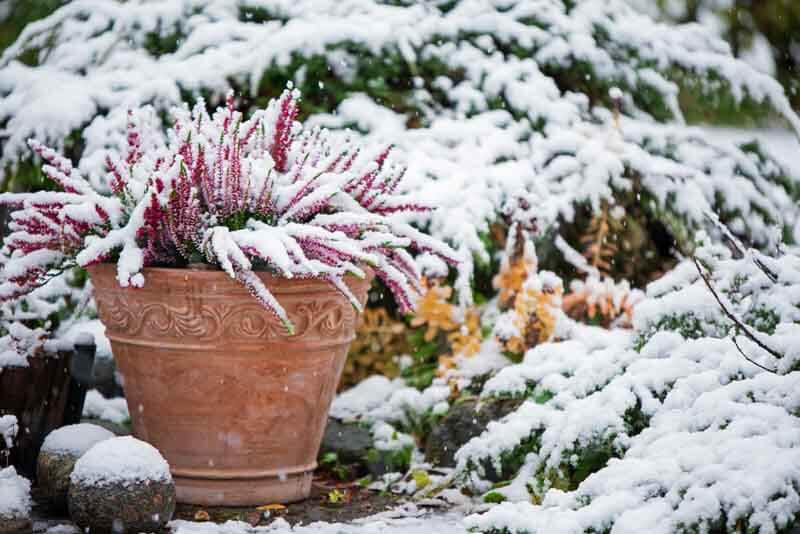 Overwintering Outdoor Ceramic Containers – Black Gold