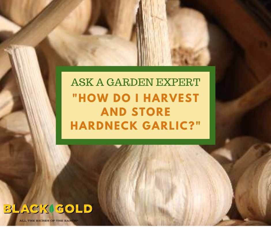 Hardneck vs. Softneck Garlic: Differences for Gardeners