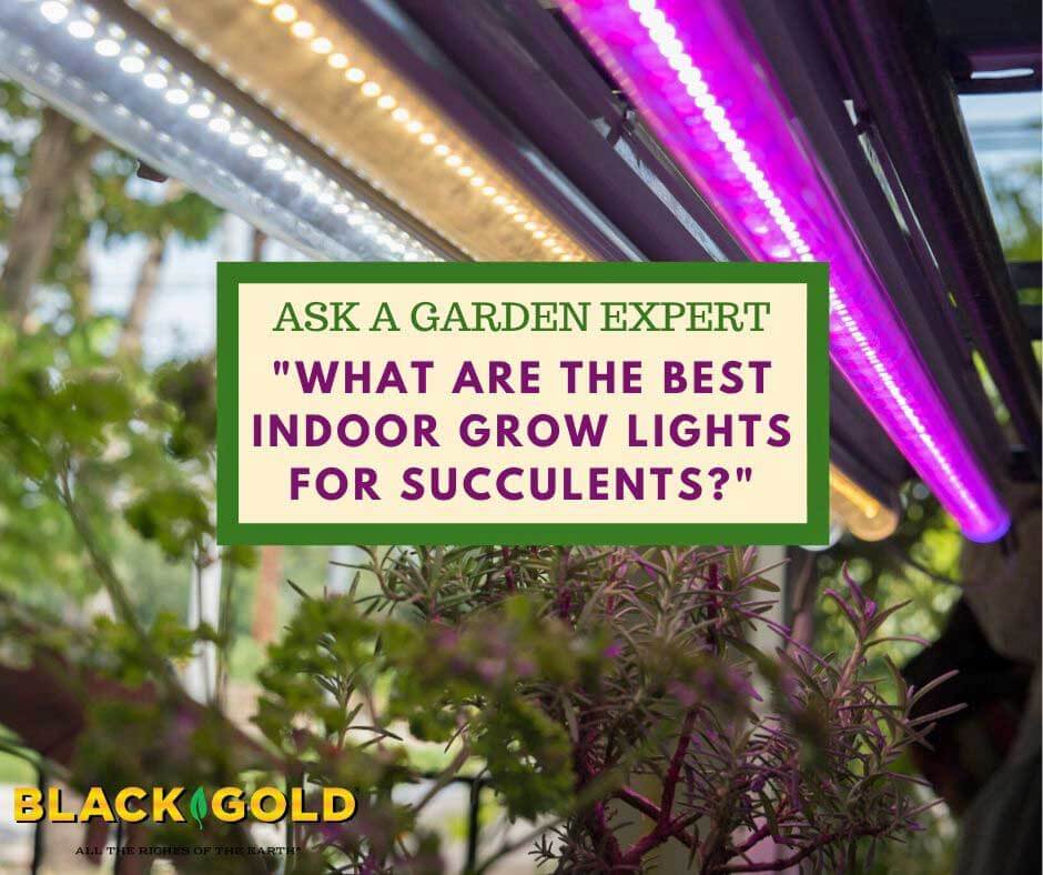 Growing lights deals near me