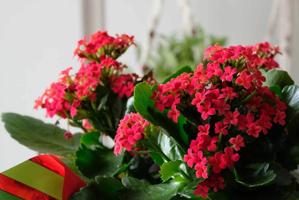 red kalanchoe plant