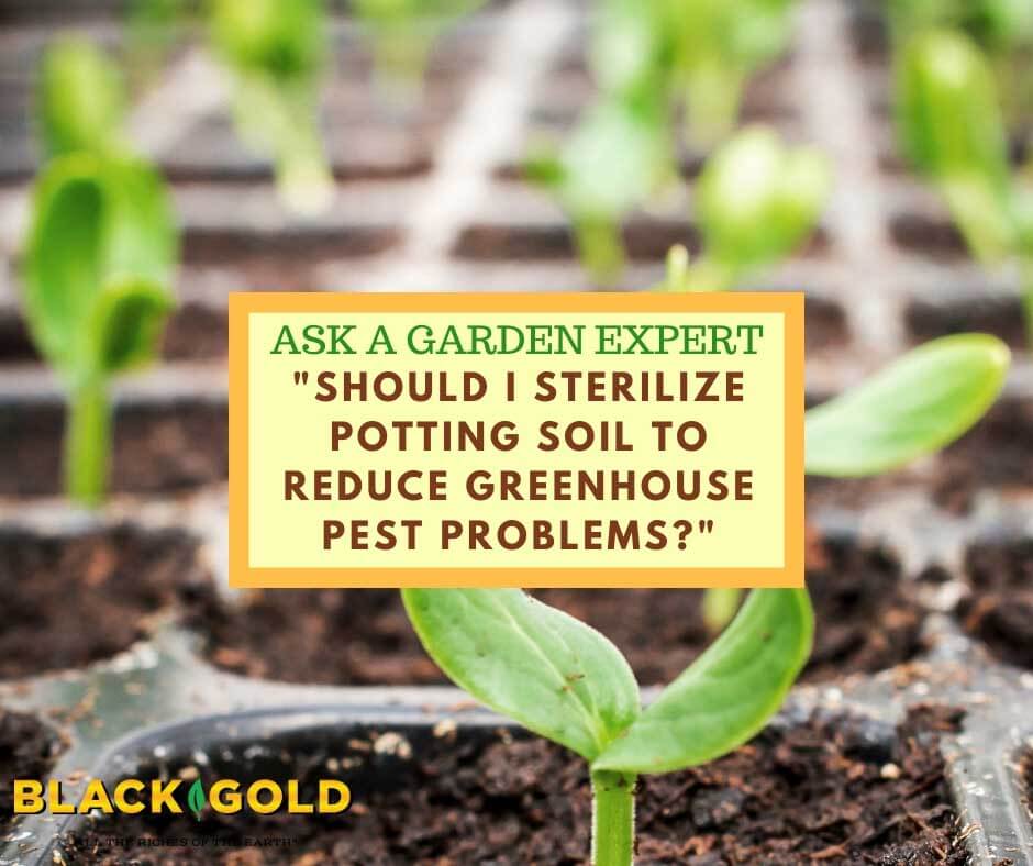 Should You Sterilize Your Soil?