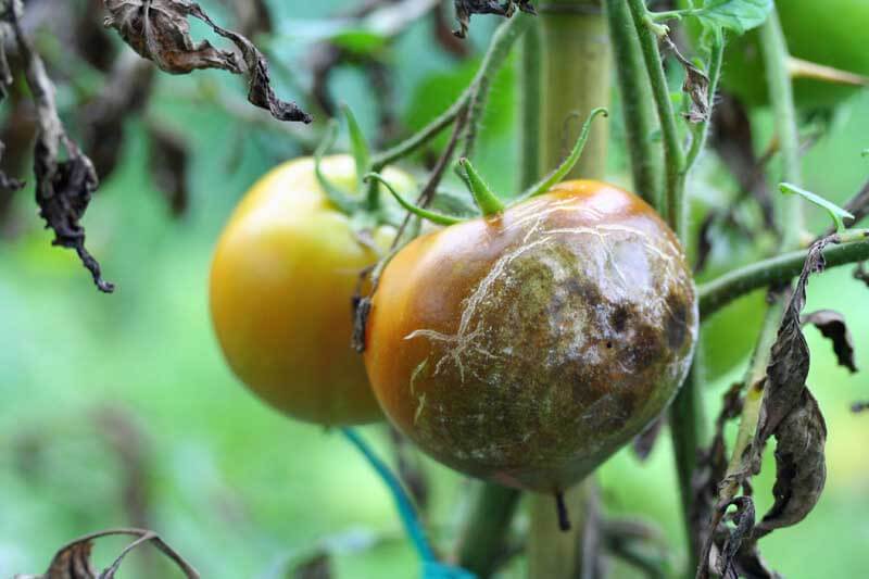 Tomato Diseases: Identification and Solutions – Black Gold