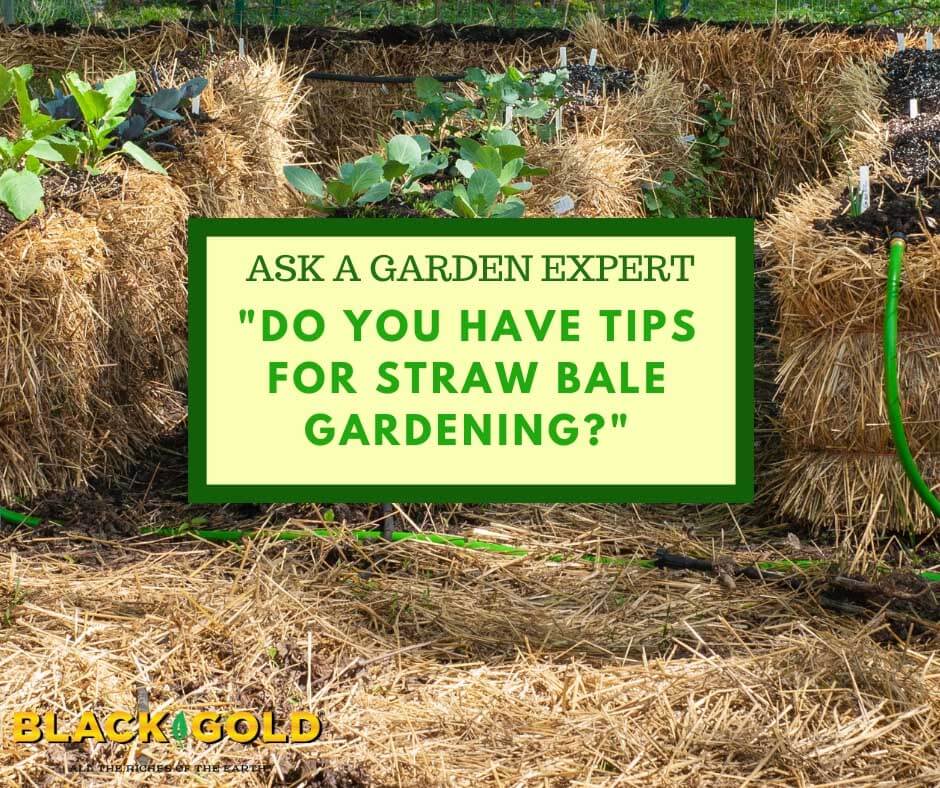 Hay Bale Garden: Everything You Need To Know to Start Your Own