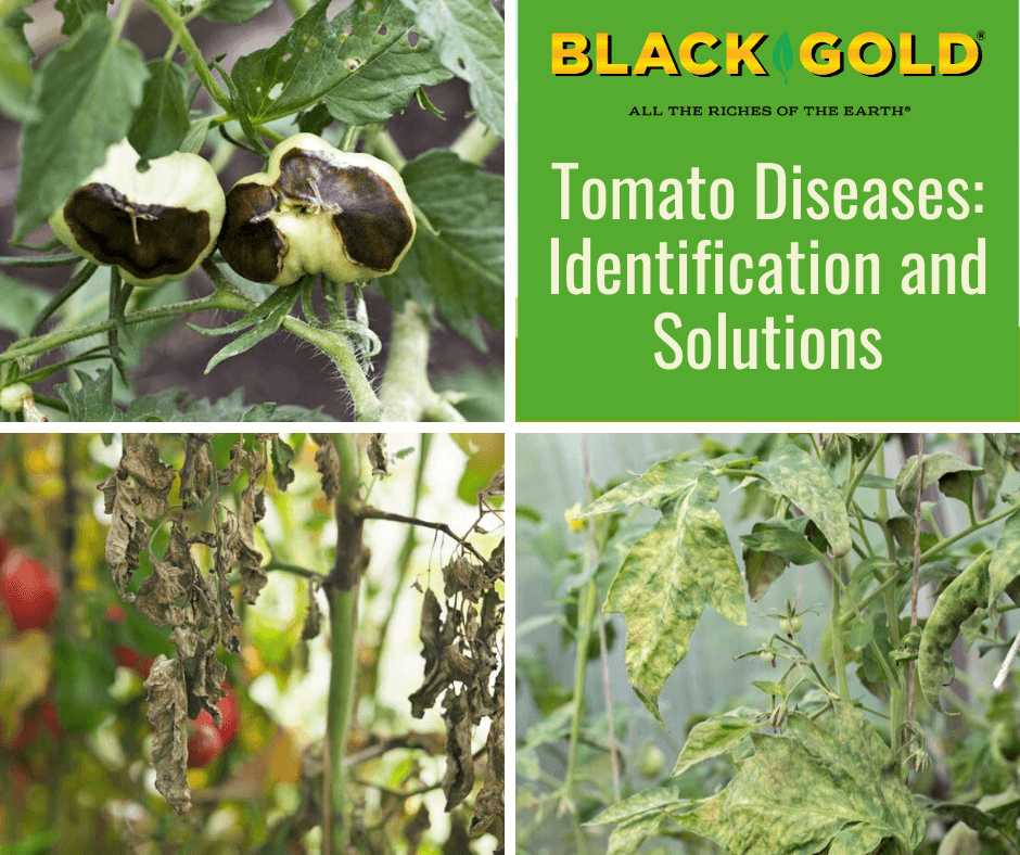 Why Are My Tomatoes Wilting and Showing Black Spots?