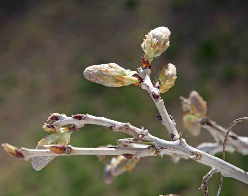 Buds On Plants: Identifying Flower Buds And Leaf Buds