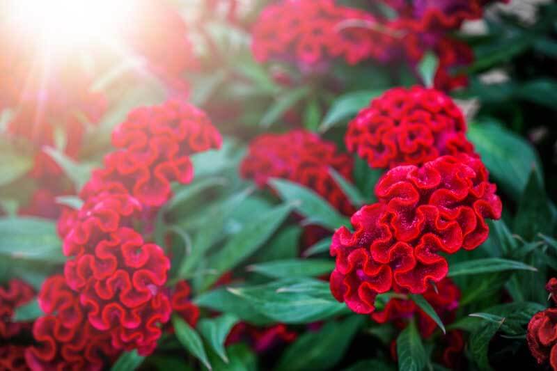 Twisted Red - Cockscomb - Celosia cristata