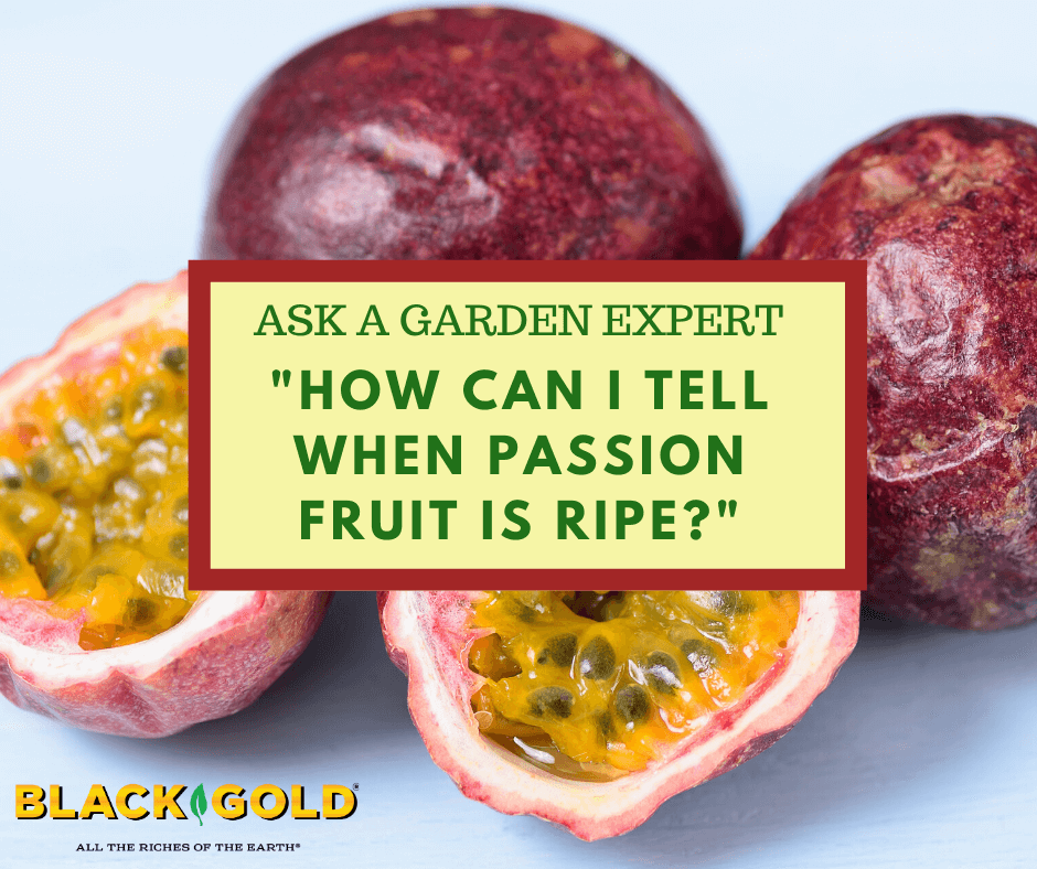 How Can I Tell When Passion Fruit is Ripe? – Black Gold