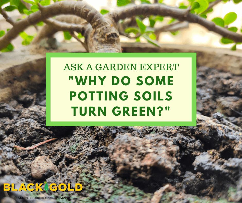 Why Do Some Potting Soils Turn Green