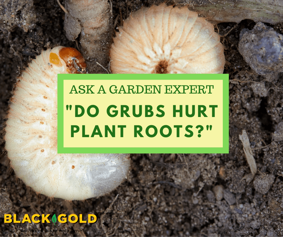 Do Grubs Hurt Plant Roots? – Black Gold