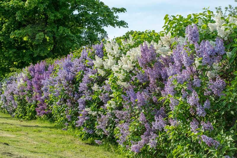 old fashioned dark purple lilac