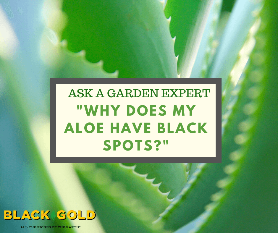 Why Does My Aloe Have Black Spots? – Black Gold