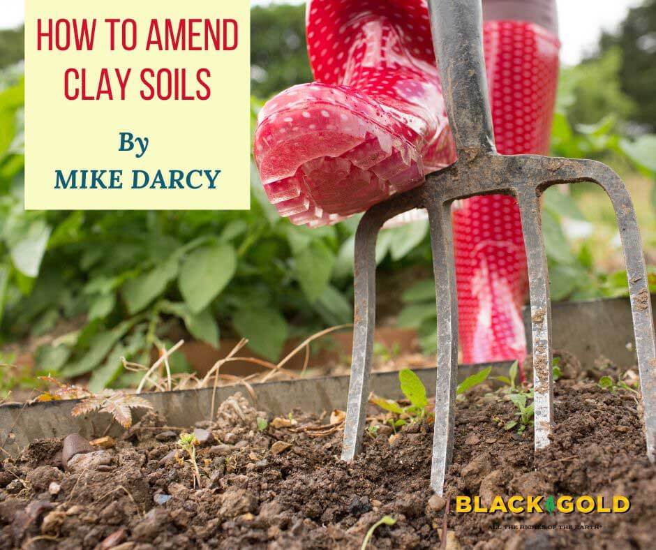 How to Amend Clay Soils